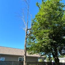 Dead-Ash-Tree-removals-and-pruning-in-Easton-MD 1